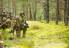Soldater og befal fra Telemark bataljon får trent på mange forskjelige typer opperasjoner å med samhandlig med stridsvogner fra Telemark bataljon under øvelse i Lituaen som en del av NATO-opperasjonen  Enhanced Forward Presence  // Soldier from Norwegian Army Telemark battalion training in Lithuania during Enhanced Forward Presence